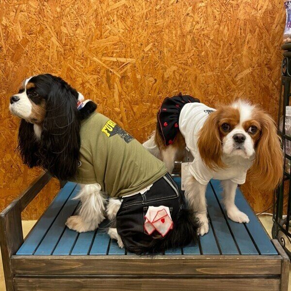 画像10:  30%OFF 【as know as de wan】N☆wan刺繍カットP (10)