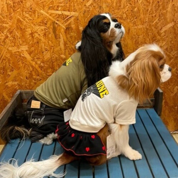 画像8:  30%OFF 【as know as de wan】N☆wan刺繍カットP (8)