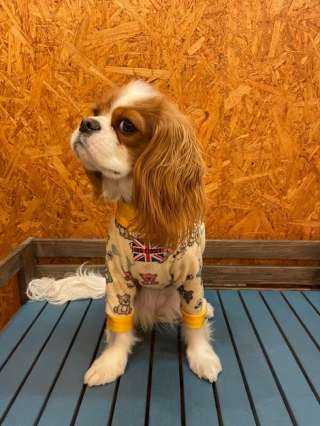 画像5:  10％OFF 【キャバスーツ  FLEECE】ファンシーベア (5)