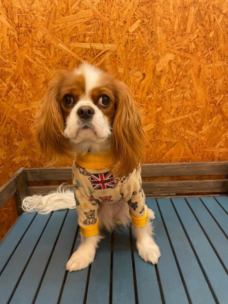 画像4:  10％OFF 【キャバスーツ  FLEECE】ファンシーベア (4)