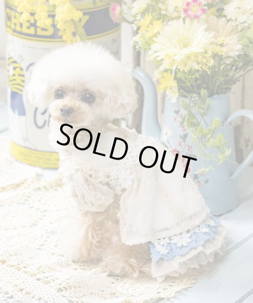 画像6:  【30％OFF】 【as know as de wan】Ｎお花レースティアＳＫ (6)