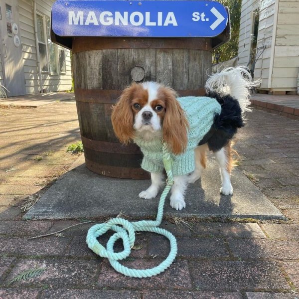 画像17:  SALE30%OFF インナーチュチュ (17)