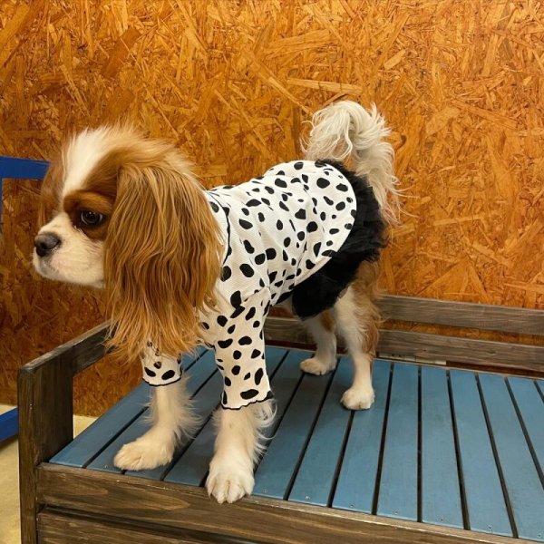 画像18:  SALE30%OFF インナーチュチュ (18)