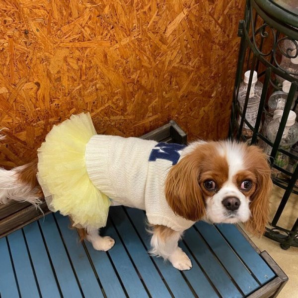 画像20:  SALE30%OFF インナーチュチュ (20)