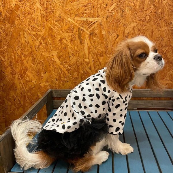 画像19:  SALE30%OFF インナーチュチュ (19)