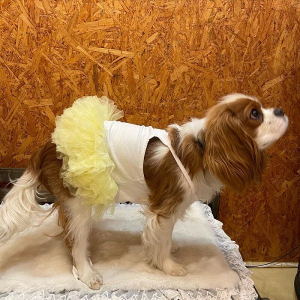 画像15:  SALE30%OFF インナーチュチュ (15)