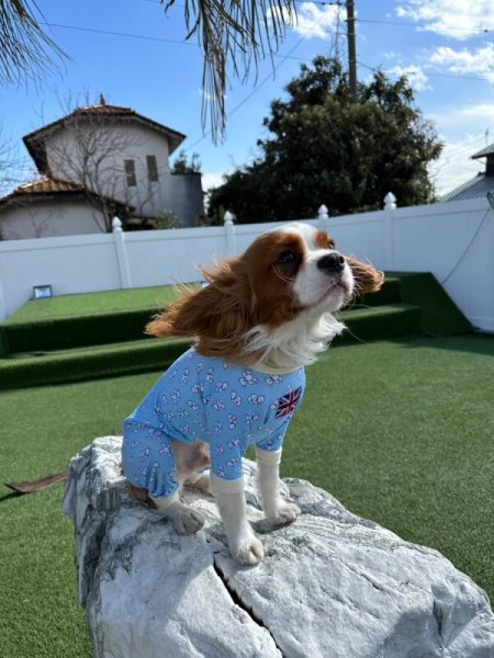 画像7:  人気★再販 【キャバスーツ　LIMITED】KUMA CLASSIC (7)