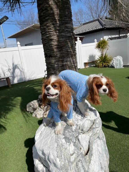 画像6:  人気★再販 【キャバスーツ　LIMITED】KUMA CLASSIC (6)