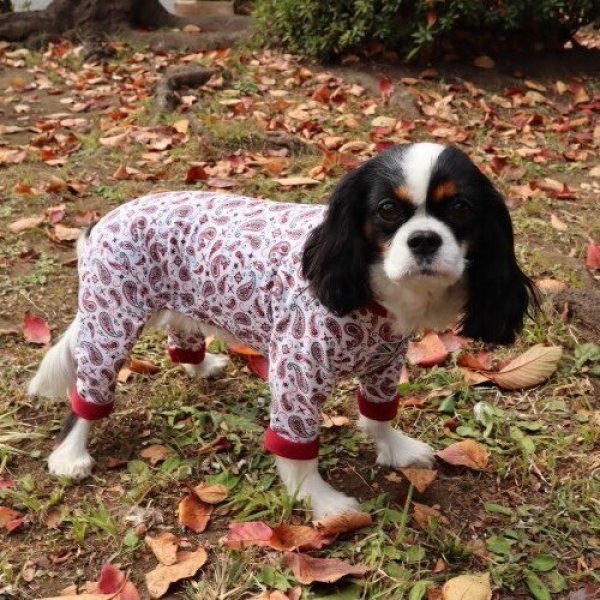 画像2: 【キャバスーツ　LIMITED】ホワイトペイズリー (2)