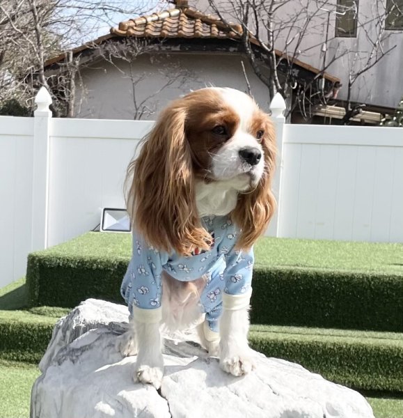 画像4:  人気★再販 【キャバスーツ　LIMITED】KUMA CLASSIC (4)