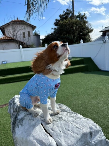 画像5:  人気★再販 【キャバスーツ　LIMITED】KUMA CLASSIC (5)