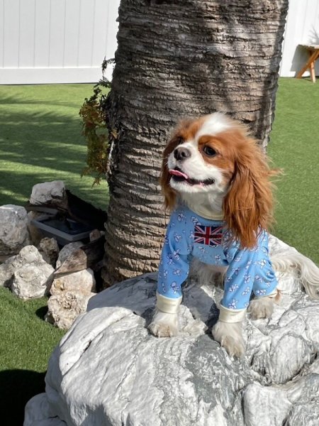 画像8:  人気★再販 【キャバスーツ　LIMITED】KUMA CLASSIC (8)