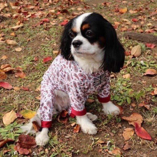 画像3: 【キャバスーツ　LIMITED】ホワイトペイズリー (3)