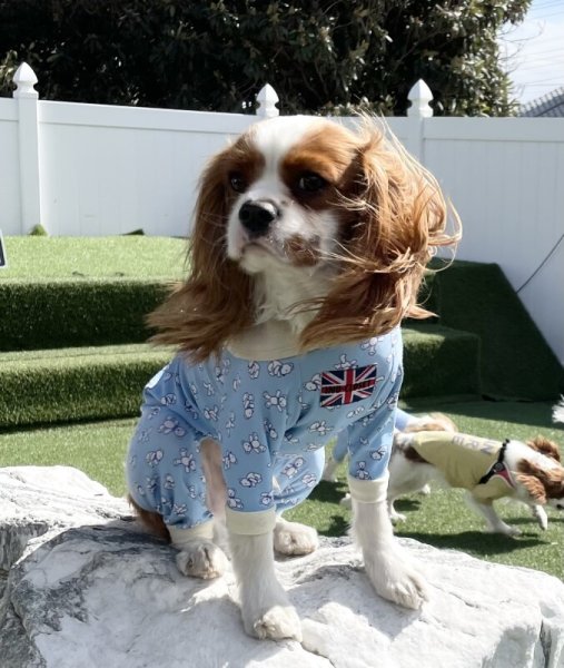 画像3:  人気★再販 【キャバスーツ　LIMITED】KUMA CLASSIC (3)