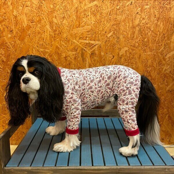 画像7: 【キャバスーツ　LIMITED】ホワイトペイズリー (7)