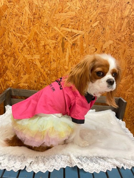 画像23:  SALE30%OFF インナーチュチュ (23)