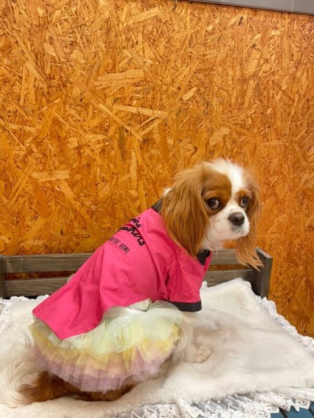 画像24:  SALE30%OFF インナーチュチュ (24)