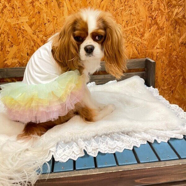 画像14:  SALE30%OFF インナーチュチュ (14)