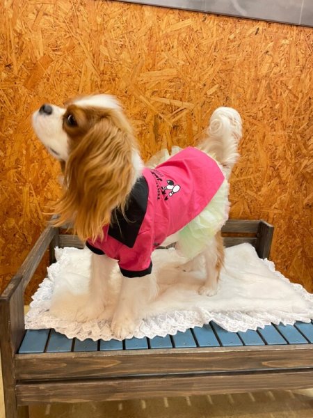 画像22:  SALE30%OFF インナーチュチュ (22)