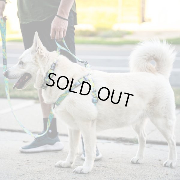 画像10: 【首輪】WOLF GANG /ModernCanvas COLLAR (10)