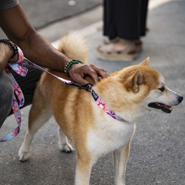 画像17: 【リード】WOLF GANG /DigiFloral LEASH (17)