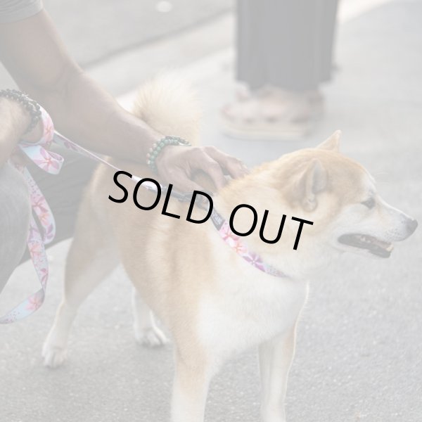 画像17: 【首輪】WOLF GANG /DigiFloral COLLAR (17)