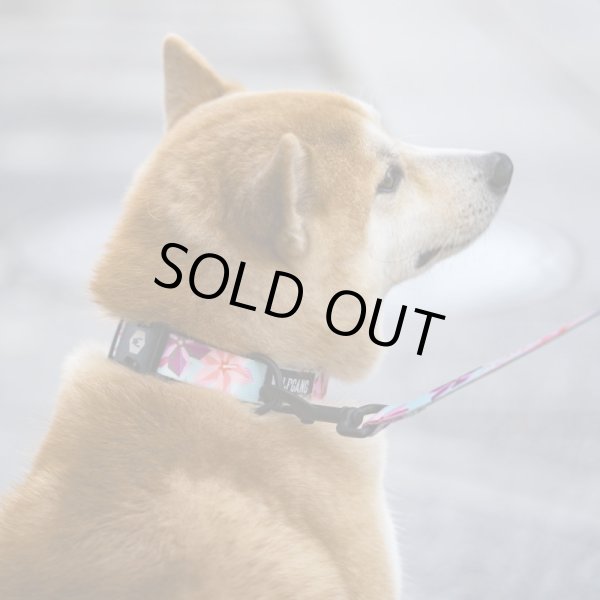 画像18: 【首輪】WOLF GANG /DigiFloral COLLAR (18)