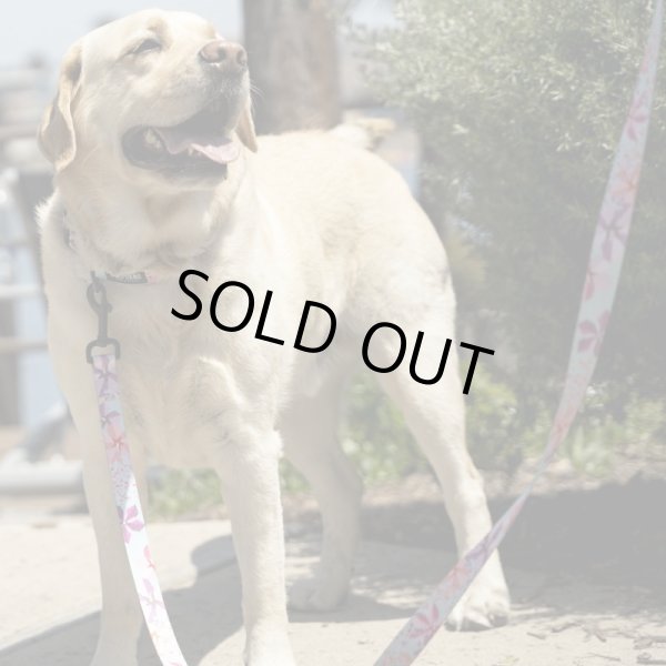 画像9: 【首輪】WOLF GANG /DigiFloral COLLAR (9)