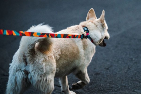 画像20: 【首輪】WOLF GANG /ShatterShapes COLLAR (20)