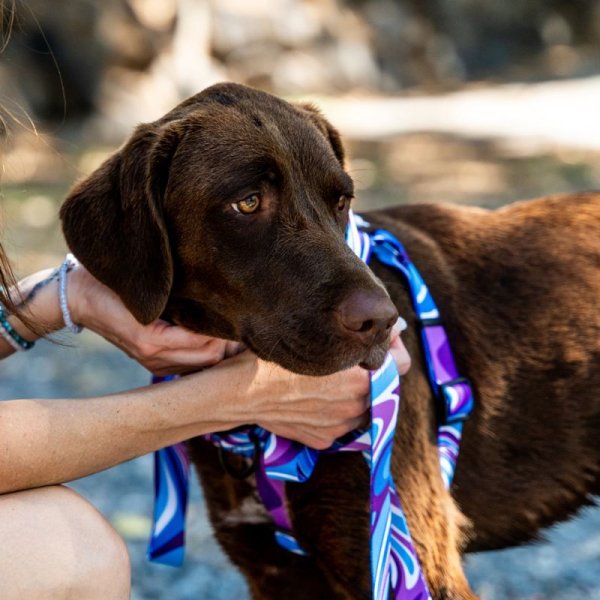 画像3: 【首輪】WOLF GANG /MarbleWave COLLAR (3)