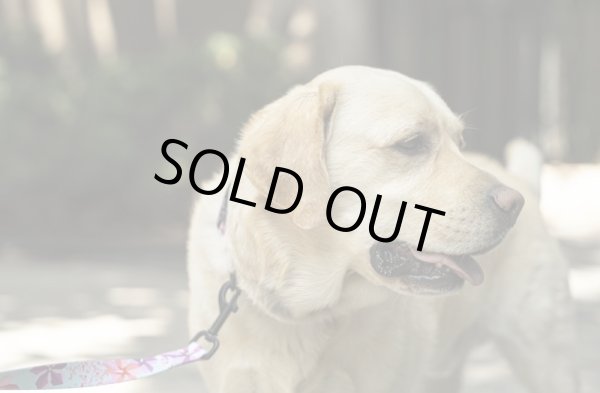 画像15: 【首輪】WOLF GANG /DigiFloral COLLAR (15)