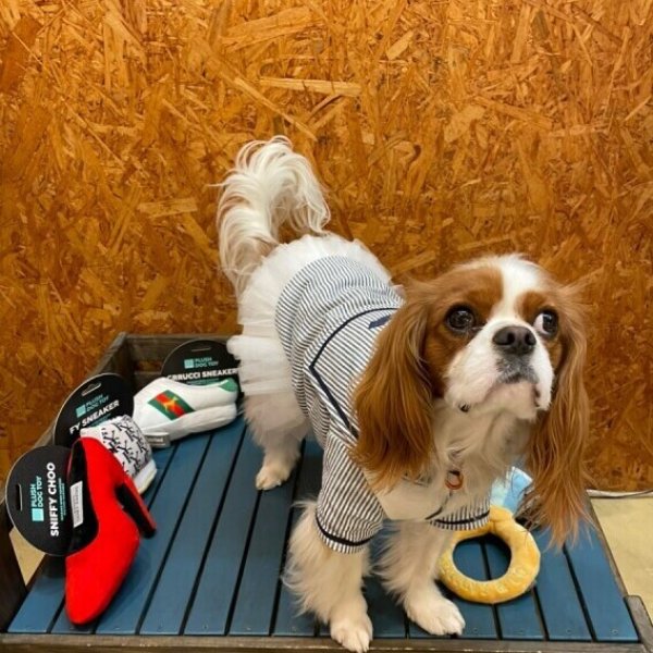 画像3:  【50％OFF】 【FuzzYard】プラッシュトイ：Grucciスニーカー (3)