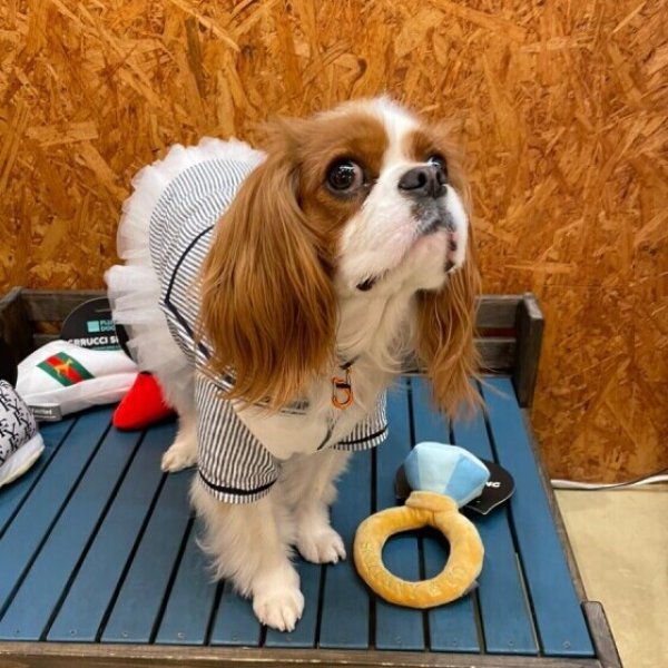 画像4:  【50％OFF】 【FuzzYard】プラッシュトイ：Grucciスニーカー (4)