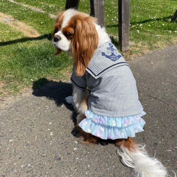 画像2:  【30％OFF】 【as know as de wan】ＮポンポンチュチュＳＫ お着替えシリーズ (2)