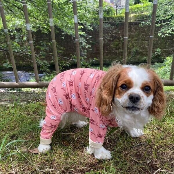 画像3:  10％OFF 【キャバスーツ LIMITED】HEART SHAPED (3)