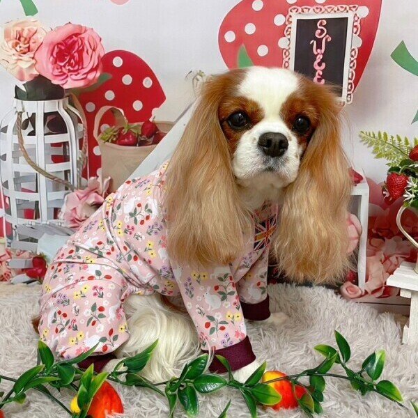 画像4:  10％OFF 【キャバスーツ LIMITED】FAIRY MEDOW (4)