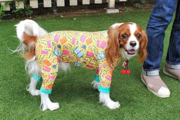 画像6: 【キャバスーツ LIMITED】STUDY UP! (6)