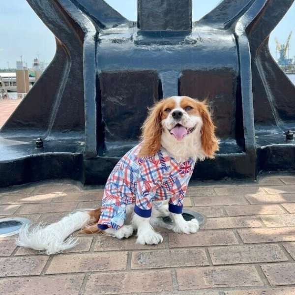 画像3:  10％OFF 【キャバスーツ LIMITED】パッチドREMIX (3)