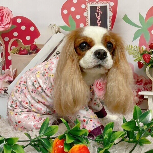 画像5:  10％OFF 【キャバスーツ LIMITED】FAIRY MEDOW (5)