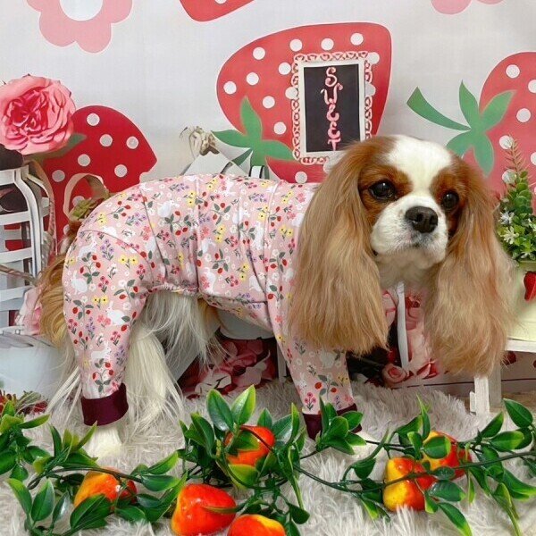 画像3:  10％OFF 【キャバスーツ LIMITED】FAIRY MEDOW (3)