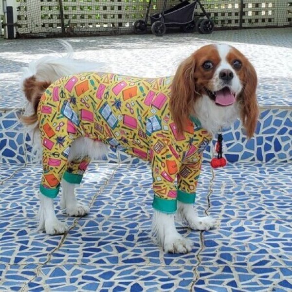 画像4: 【キャバスーツ LIMITED】STUDY UP! (4)