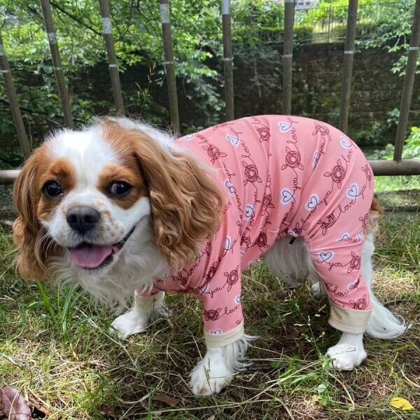 画像4:  10％OFF 【キャバスーツ LIMITED】HEART SHAPED (4)