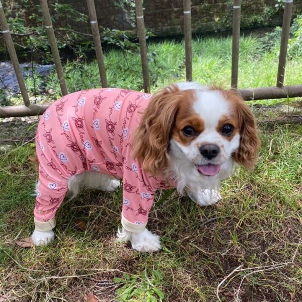 画像5:  10％OFF 【キャバスーツ LIMITED】HEART SHAPED (5)