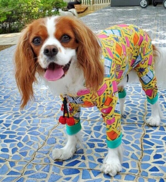 画像3: 【キャバスーツ LIMITED】STUDY UP! (3)