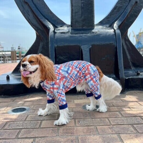 画像4:  10％OFF 【キャバスーツ LIMITED】パッチドREMIX (4)