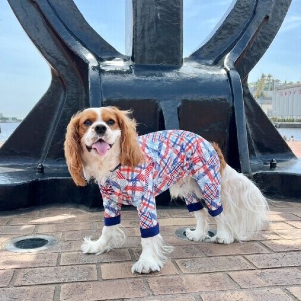 画像5:  10％OFF 【キャバスーツ LIMITED】パッチドREMIX (5)