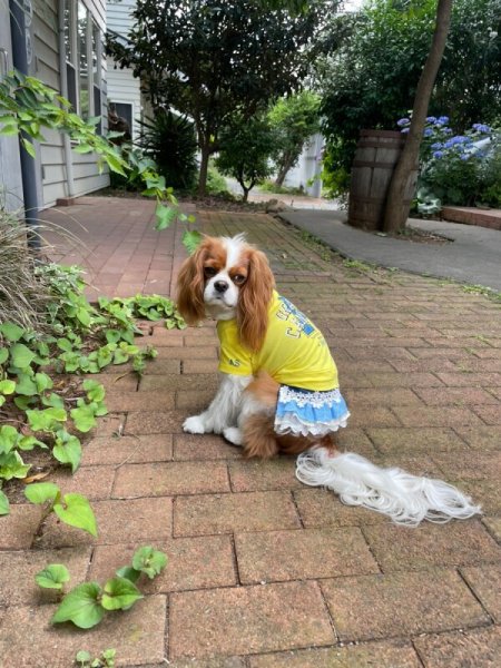 画像4:  30%OFF 【as know as de wan】NクールARIZONAT お着替えシリーズ (4)