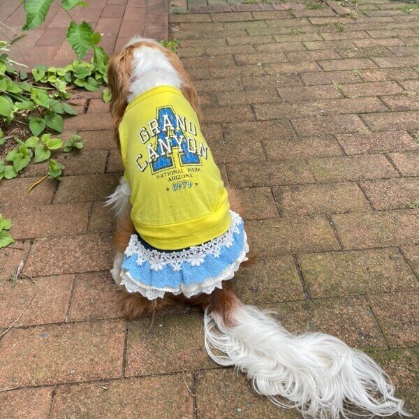 画像5:  30%OFF 【as know as de wan】NクールARIZONAT お着替えシリーズ (5)