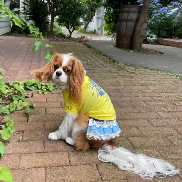 画像3:  30%OFF 【as know as de wan】NクールARIZONAT お着替えシリーズ (3)