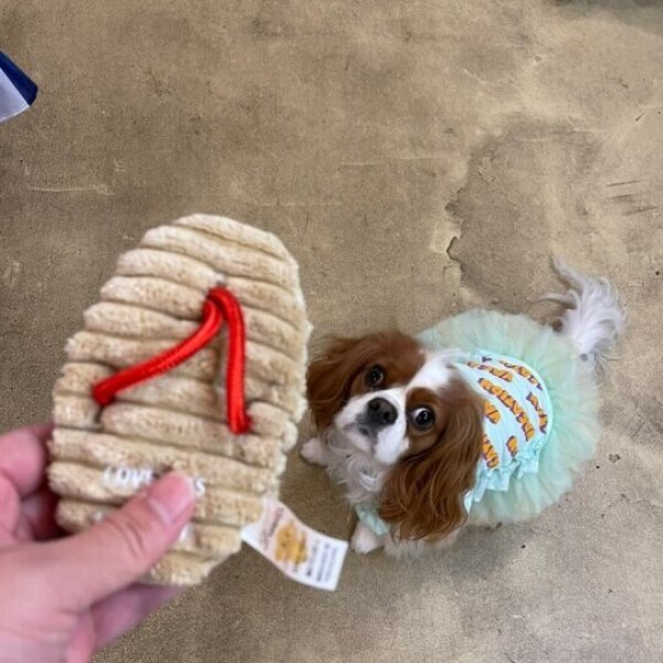 画像5:  【Jennyちゃんお気に入り】 草履 (5)